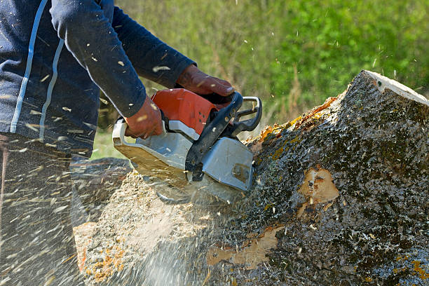 Tree and Shrub Care in Bithlo, FL